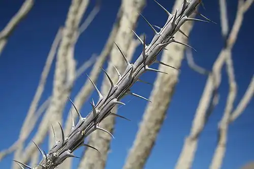 Closeup of thorns in Anza-Borrego Desert State Park