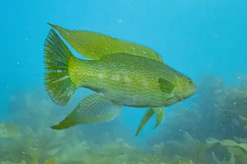 A younger golden-yellow Odax pullus in a kelp forest