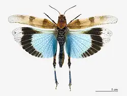 Oedipoda caerulescens - Etang de la Maourine Toulouse