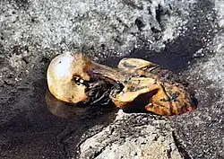 Ötzi is half uncovered, facing down in a pool of water with iced banks.