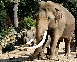 Asian elephant