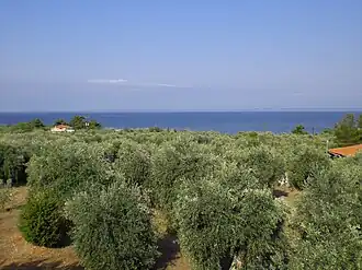 Olive tree grove in Kallirachi
