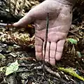 Growing in undergrowth (hand for scale)