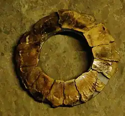 Virtually complete scleral ring of the extinct ichthyosaur Ophthalmosaurus