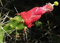 Flower with red bracts wrapped around a red column topped with a light green globular stigma