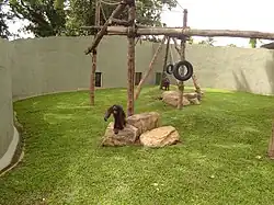 Sumatran Orangutan (Pongo abelii) enclosure .