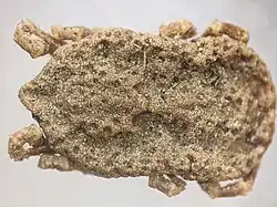 Dorsal view of adult Ornithodoros coriaceus