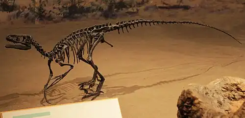 Ornitholestes on display