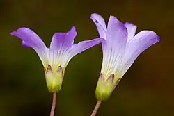 Side view of flowers
