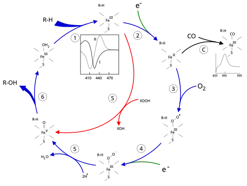The P450 catalytic cycle