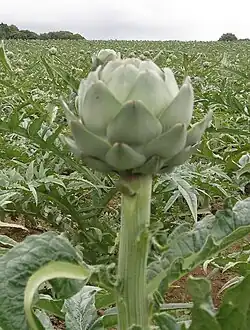 Artichoke
