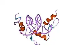 1a1l: ZIF268 ZINC FINGER-DNA COMPLEX (GCAC SITE)