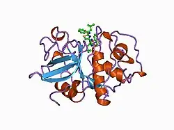 1ayv: CRYSTAL STRUCTURE OF CYSTEINE PROTEASE HUMAN CATHEPSIN K IN COMPLEX WITH A COVALENT THIAZOLHYDRAZIDE INHIBITOR