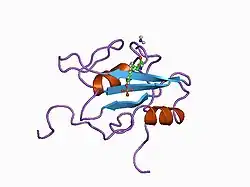 1csz: SYK TYROSINE KINASE C-TERMINAL SH2 DOMAIN COMPLEXED WITH A PHOSPHOPEPTIDEFROM THE GAMMA CHAIN OF THE HIGH AFFINITY IMMUNOGLOBIN G RECEPTOR, NMR