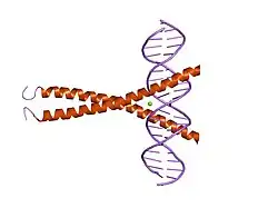 1dh3: CRYSTAL STRUCTURE OF A CREB BZIP-CRE COMPLEX REVEALS THE BASIS FOR CREB FAIMLY SELECTIVE DIMERIZATION AND DNA BINDING