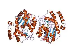 1efh: CRYSTAL STRUCTURE OF THE HUMAN HYDROXYSTEROID SULFOTRANSFERASE IN THE PRESENCE OF PAP