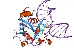 1ewn: CRYSTAL STRUCTURE OF THE HUMAN AAG DNA REPAIR GLYCOSYLASE COMPLEXED WITH 1,N6-ETHENOADENINE-DNA