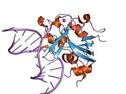1f4r: CRYSTAL STRUCTURE OF THE HUMAN AAG DNA REPAIR GLYCOSYLASE COMPLEXED WITH 1,N6-ETHENOADENINE-DNA