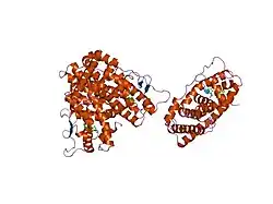 1g50: CRYSTAL STRUCTURE OF A WILD TYPE HER ALPHA LBD AT 2.9 ANGSTROM RESOLUTION