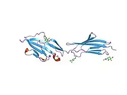 1hnf: CRYSTAL STRUCTURE OF THE EXTRACELLULAR REGION OF THE HUMAN CELL ADHESION MOLECULE CD2 AT 2.5 ANGSTROMS RESOLUTION