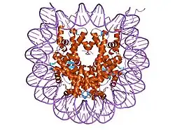 1p3i: Crystallographic Studies of Nucleosome Core Particles containing Histone 'Sin' Mutants