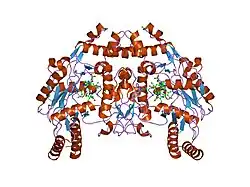 1q2o: Bovine endothelial nitric oxide synthase N368D mutant heme domain dimer with L-N(omega)-nitroarginine-2,4-L-diaminobutyramide bound