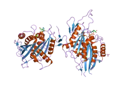 1t5c: Crystal structure of the motor domain of human kinetochore protein CENP-E