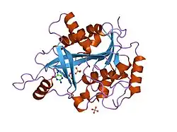 1v41: Crystal structure of human PNP complexed with 8-Azaguanine