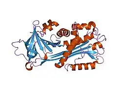 1xqj: 3.10 A Crystal structure of maspin, space group I 4 2 2