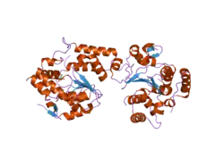 1zd1: Human Sulfortransferase SULT4A1