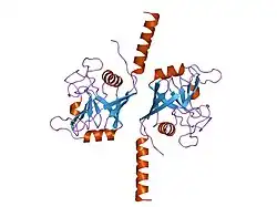 1zkc: Crystal Structure of the cyclophiln_RING domain of human peptidylprolyl isomerase (cyclophilin)-like 2 isoform b