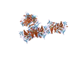 1zmd: Crystal Structure of Human dihydrolipoamide dehydrogenase complexed to NADH