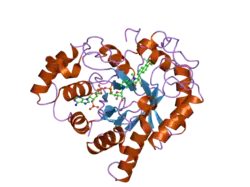 1zua: Crystal Structure Of AKR1B10 Complexed With NADP+ And Tolrestat