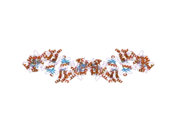 2a27: Human DRP-1 kinase, W305S S308A D40 mutant, crystal form with 8 monomers in the asymmetric unit