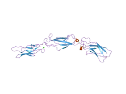 2a62: Crystal structure of mouse cadherin-8 EC1-3