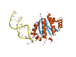 2ann: Crystal structure (I) of Nova-1 KH1/KH2 domain tandem with 25 nt RNA hairpin