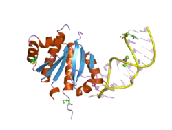 2anr: Crystal structure (II) of Nova-1 KH1/KH2 domain tandem with 25nt RNA hairpin