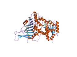 2bh9: X-RAY STRUCTURE OF A DELETION VARIANT OF HUMAN GLUCOSE 6-PHOSPHATE DEHYDROGENASE COMPLEXED WITH STRUCTURAL AND COENZYME NADP