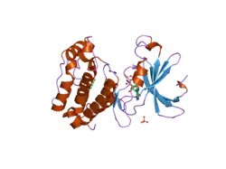 2c6d: AURORA A KINASE ACTIVATED MUTANT (T287D) IN COMPLEX WITH ADPNP
