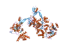 2c9o: 3D STRUCTURE OF THE HUMAN RUVB-LIKE HELICASE RUVBL1