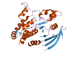 2cfv: CRYSTAL STRUCTURE OF HUMAN PROTEIN TYROSINE PHOSPHATASE RECEPTOR TYPE J