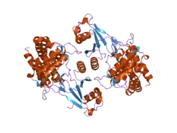 2ckq: CRYSTAL STRUCTURE OF HUMAN CHOLINE KINASE ALPHA 2 IN COMPLEX WITH PHOSPHOCHOLINE