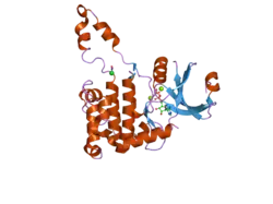 2cn5: CRYSTAL STRUCTURE OF HUMAN CHK2 IN COMPLEX WITH ADP