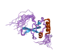 2dmj: Solution structure of the first zf-PARP domain of human Poly(ADP-ribose)polymerase-1