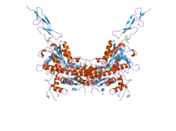 2e4u: Crystal structure of the extracellular region of the group II metabotropic glutamate receptor complexed with L-glutamate