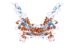 2e4w: Crystal structure of the extracellular region of the group II metabotropic glutamate receptor complexed with 1S,3S-ACPD