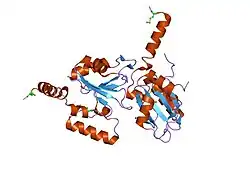 2f9d: 2.5 angstrom resolution structure of the spliceosomal protein p14 bound to region of SF3b155