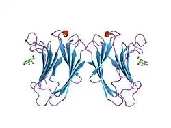 2gal: CRYSTAL STRUCTURE OF HUMAN GALECTIN-7 IN COMPLEX WITH GALACTOSE