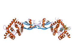 2gh0: Growth factor/receptor complex