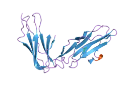 2gw5: Crystal Structure of LIR-2 (ILT4) at 1.8 : differences from LIR-1 (ILT2) in regions implicated in the binding of the Cytomegalovirus class I MHC homolog UL18